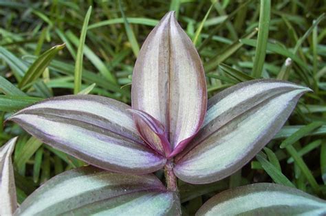 Tradescantia zebrina (Inch Plant) | North Carolina Extension Gardener ...