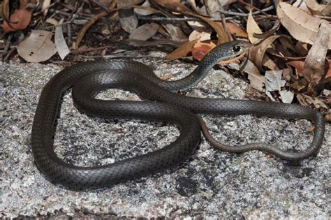 Yellow-faced Whip Snake - The Australian Museum