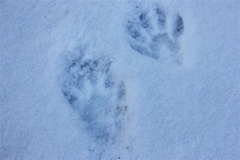 Skunk Footprints In Snow