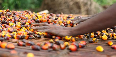 As palm oil production ramps up in Africa, communities work to avoid problems plaguing other ...