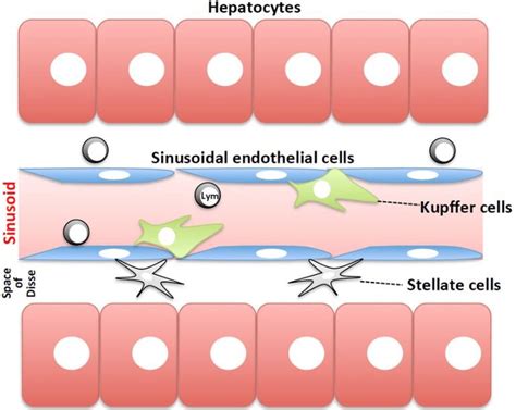 Liver Sinusoids