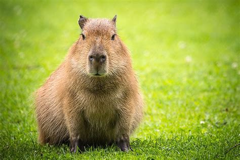 10 Animals That Live in Venezuela - WorldAtlas