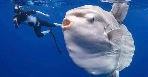 Photographer Encounters Enormous, 'Alien' Fish in the Deep Ocean ...