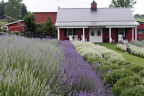 White Oak Lavender Farm in Harrisonburg, VA | Lavender farm, Farm entrance, Virginia is for lovers