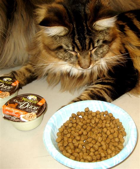 Wellness Cat Food Is Simply Divine! #WellnessPetFood | Create With Joy