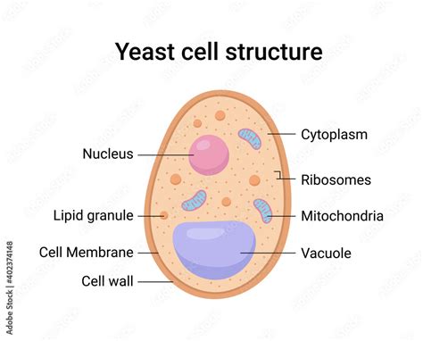 Vector illustration of Yeast cell structure. Educational diagram Stock Vector | Adobe Stock