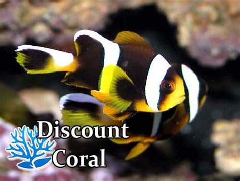 Allardi Clownfish – discountcoral