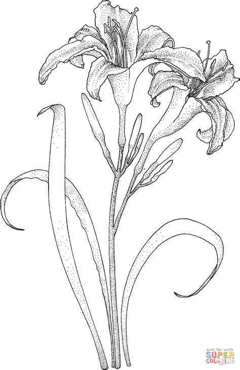 32+ flower coloring sheets for adults Lily coloring pages to download ...