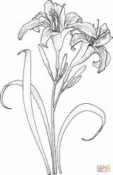 Lilies coloring page  Free Printable Coloring Pages sketch template