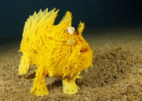 Marine Species: Frogfish • Scuba Diver Life