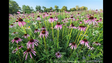 Native Illinois Prairie Flowers / The Peak Of The Prairie Plants To Know And Grow Chicago ...