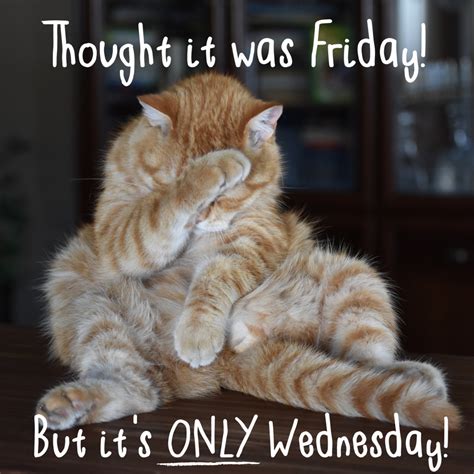 Wednesday Cat Meme - Captions Profile