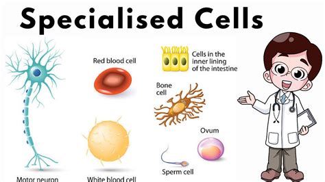 Specialized Plant Cell Types in Hindi | Specialised Cells - YouTube