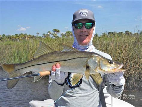 The Best Snook Bait: An Angler’s Guide for 2024