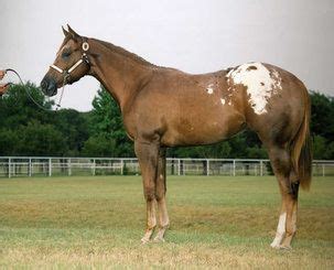 Chestnut Blanket Appaloosa Mare | Appaloosa, Appaloosa horses ...