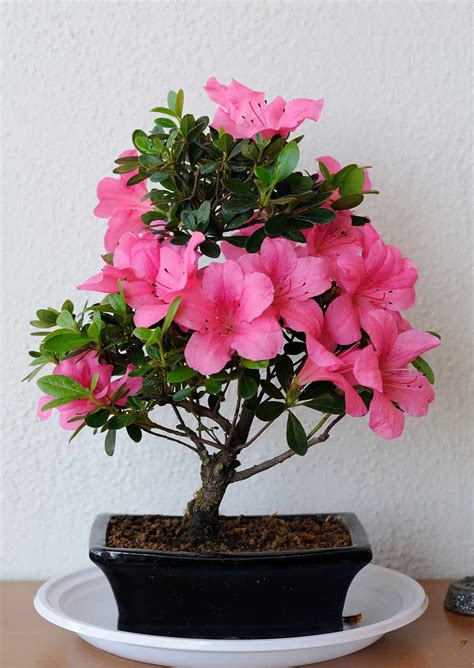 Azalea Bonsai Tree: Varieties, How to Propagate, and More