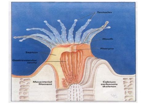 Cnidaria phylum