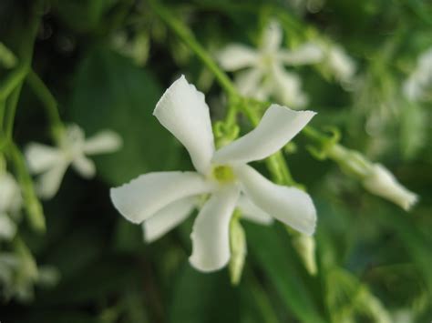 AP Biology Plant Project: Night-Blooming Jasmine, Cestrum Nocturnum