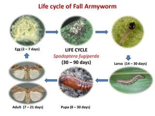 Fall armyworm life cycle | PPT