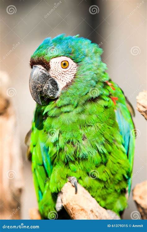 Chestnut Fronted Macaw stock image. Image of perch, pionus - 61379315