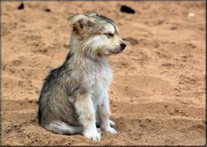 Baby Wolf: All About Diet, Names, Puppies and Pictures