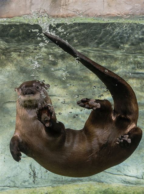 Image result for otter underwater | Imagenes de animales tiernos ...