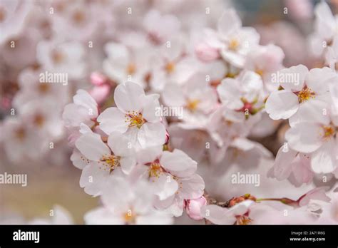 Cherry blossoms, Japanese cherry blossom in spring, Nagano, Japan Stock Photo - Alamy