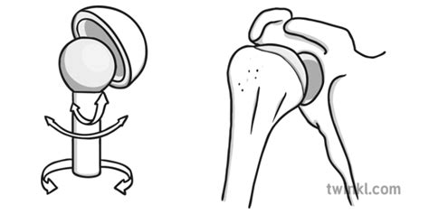 Ball and Socket Joints Illustration - Twinkl