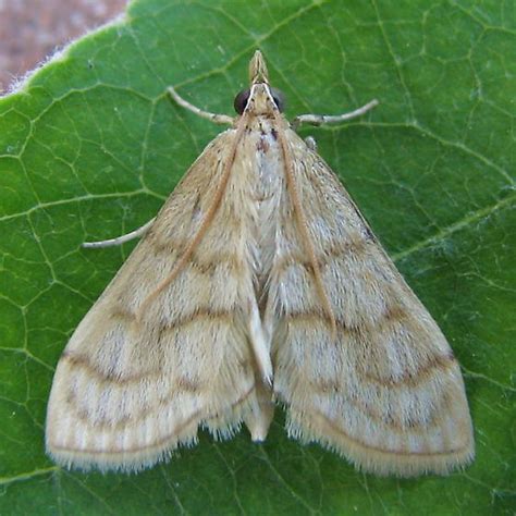 European Corn Borer Moth ? - Paracorsia repandalis - BugGuide.Net