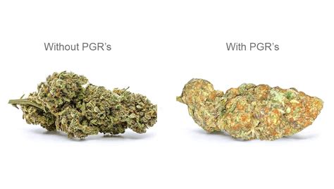 PGR Weed – What Is Plant Growth Regulators and How to Spot it | Fast Buds