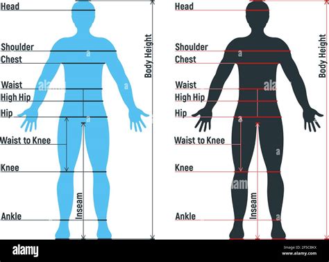 Male size chart anatomy human character, people dummy front and view side body silhouette ...