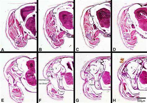 Histology sections of inner ear in S. tsinlingensis showing the... | Download Scientific Diagram