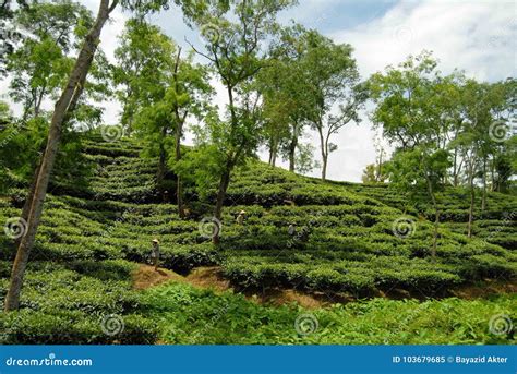 Tea Garden at Sylhet, Bangladesh Stock Image - Image of cultivate, garden: 103679685