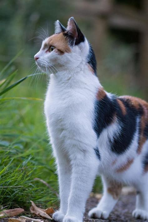 11 Calico Cat Spiritual Meanings and Symbolism