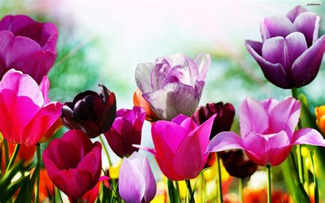 Free Spring Backgrounds Desktop - Wallpaper Cave