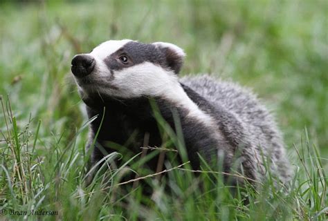 Brian's birding blog: British Wildlife Centre Badgers