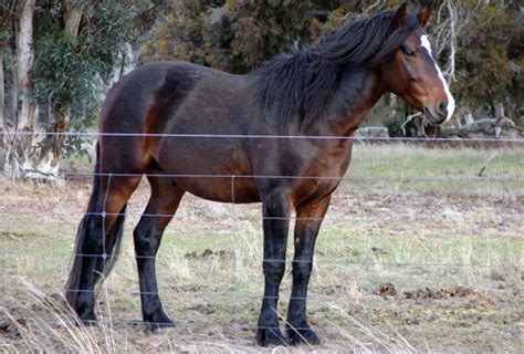 Waler Horse Breed Information, History & Development, Videos, Pictures