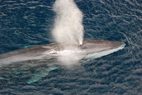 Monterey Bay Whale Watching Season: Best Time to See Whales