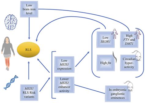 Frontiers | MEIS1 and Restless Legs Syndrome: A Comprehensive Review