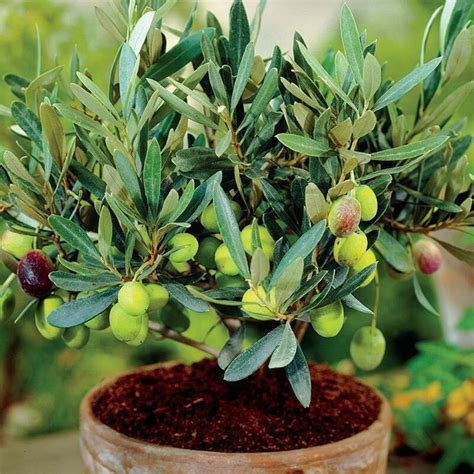 DREAMARKET Olive Tree Hardy Fruit Plant Olea Europeana Outdoor | Etsy