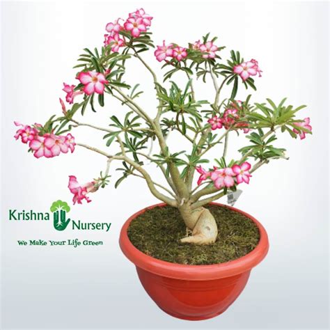 Adenium Bonsai Plant Pot Colour & Poly Bag Red Pot Pot Size 20 Inch