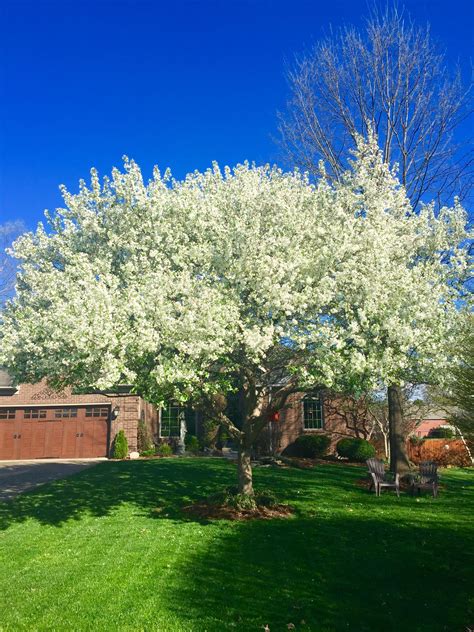 Beautiful white flowering crabapple tree in our front yard. | Flowering crabapple tree ...