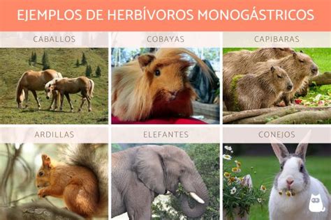 Animales herbívoros - Definición, tipos y ejemplos (con FOTOS)