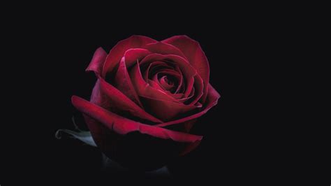 Download Red Rose Flower Nature Rose 8k Ultra HD Wallpaper