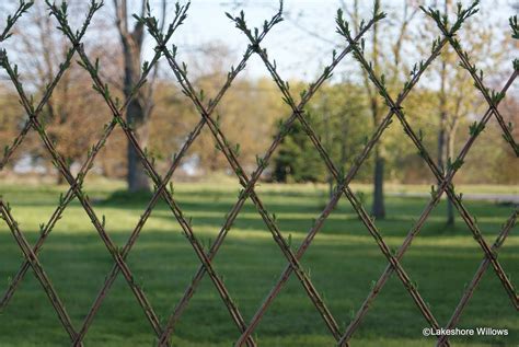 Willows: Living willow Fence + Hedge = Fedge