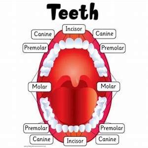 our teeth names - Yahoo Image Search Results | Health fair, Science activities, Teaching resources