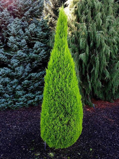 Cupressus macrocarpa 'Wilma' Golden Monterey Cypress - Kigi Nursery