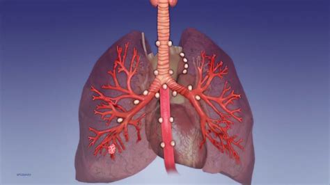 Mediastinal And Hilar Lymph Nodes