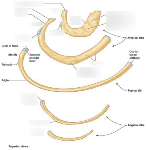 Diagram of Diagram of atypical ribs | Quizlet