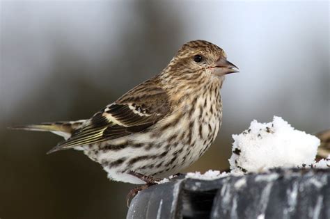 Pine Siskin Fact, Habitat, Diet, Call, and Pictures